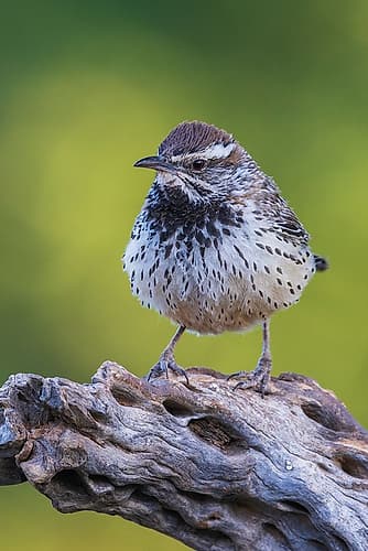 Cactus wren portrait on cactus skeleton-USA-Arizona Art Print
